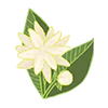 Jasmim