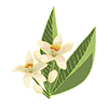 Flor de laranjeira