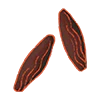 Fava tonka