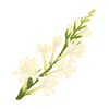 Tuberosa